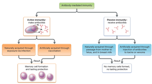 Active and passive antibody-mediated immunity
