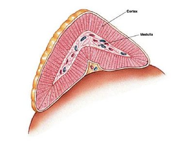 Diagram of adrenal gland showing cortex and medulla