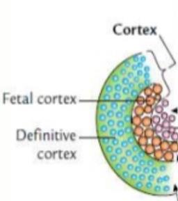 Fetal and definitive cortex in adrenal gland development