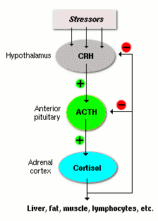 HPA axis negative feedback diagram