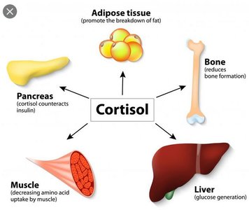 Cortisol effects on liver, muscle, adipose, pancreas, and bone
