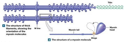 Thick filament structure and myosin molecule