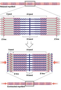 Sliding-filament theory: relaxed vs contracted myofibril