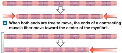 Sliding-filament theory: movement of muscle fiber ends