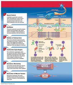 Steps involved in skeletal muscle contraction and relaxation