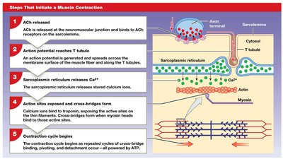 Steps that initiate a muscle contraction