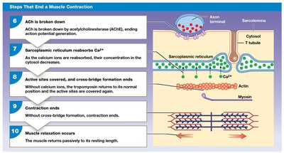 Steps that end a muscle contraction