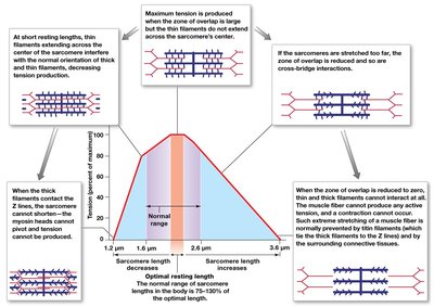 Effect of sarcomere length on active tension