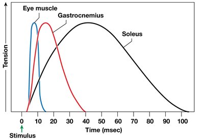 Myogram showing tension development in muscle fibers