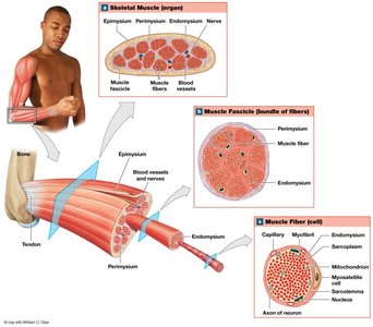 Structure of skeletal muscle showing connective tissue layers