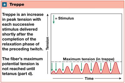 Treppe: increase in peak tension