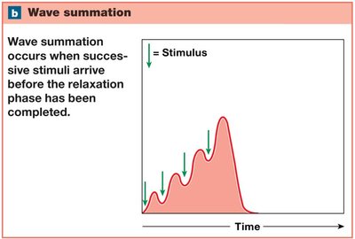 Wave summation: increasing tension