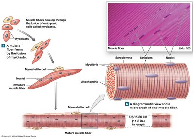 Formation of multinucleate skeletal muscle fiber