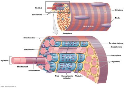 Structure and internal organization of a skeletal muscle fiber