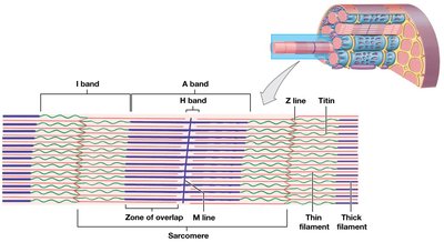 Sarcomere structure, longitudinal view