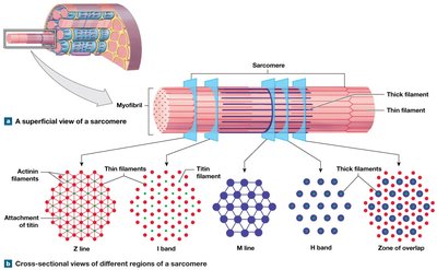 Sarcomere structure, superficial and cross-sectional views