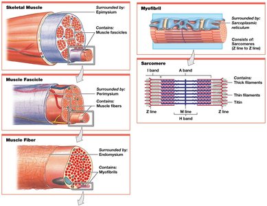 Levels of functional organization in a skeletal muscle