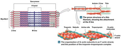 Thin filament structure and actin organization