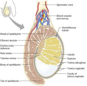 Anatomy of the testis and epididymis