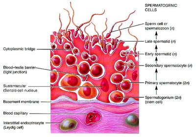 Histology of seminiferous tubule showing spermatogenic cells