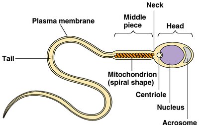 Structure of a sperm cell