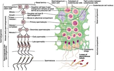Stages of spermatogenesis in the seminiferous tubule