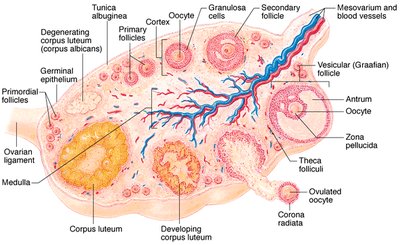 Ovary histology and follicle development