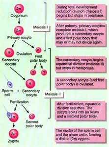 Oogenesis and meiotic divisions