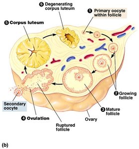 Ovarian cycle and follicle development