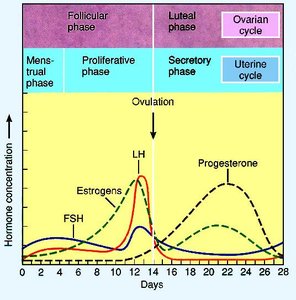 Hormonal regulation of the ovarian and uterine cycles