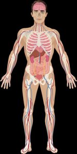 Cardiovascular system