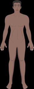 Integumentary system
