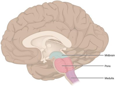 Sagittal view of the brain showing the midbrain, pons, and medulla