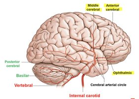 Arterial supply to the brain