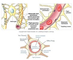 Structure of the blood-brain barrier