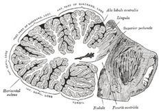 Cerebellum structure and folia