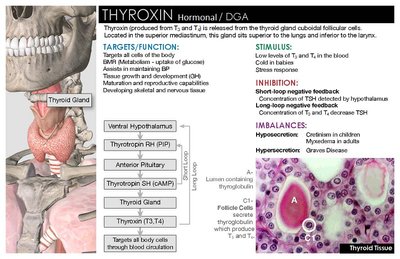 Thyroid gland anatomy and histology