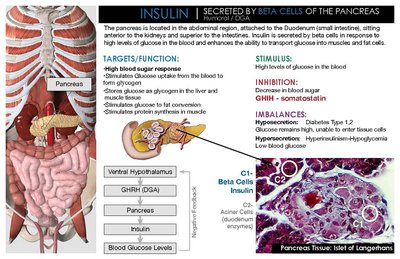 Pancreas, insulin, and islet histology