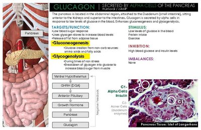 Pancreas, glucagon, and islet histology