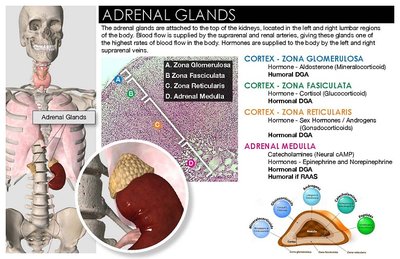 Adrenal gland anatomy and histology