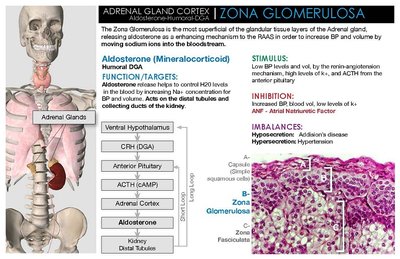 Zona glomerulosa histology