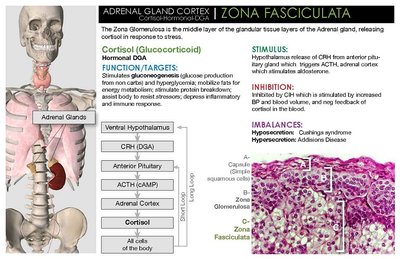 Zona fasciculata histology