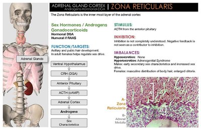Zona reticularis histology
