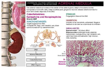 Adrenal medulla histology