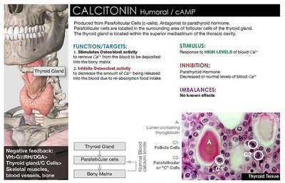 Thyroid gland and calcitonin histology