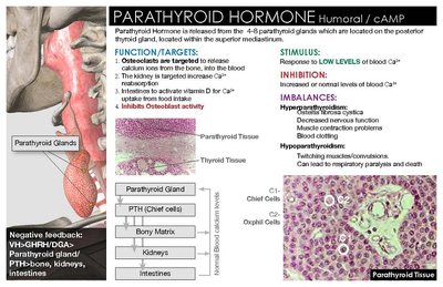 Parathyroid gland and histology