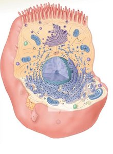 Diagram of a cell with labeled organelles