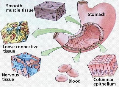 Stomach showing different tissue types