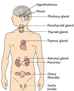 Digestive system organs