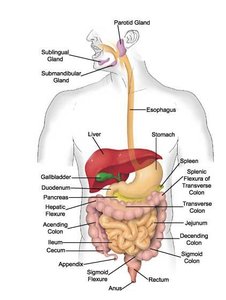 Endocrine system organs